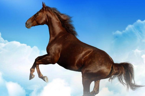 屬馬人辦公室辦公桌財位風水禁忌