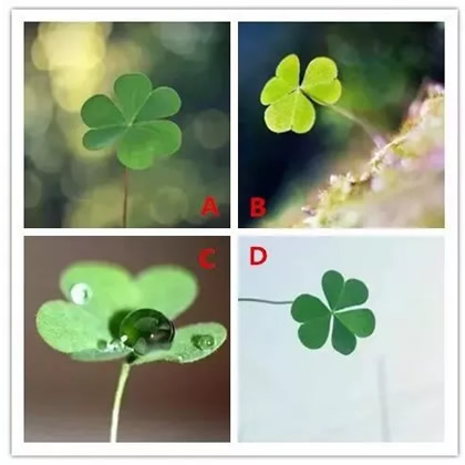 你想要哪棵三葉草 測你下個月的好運指數(shù)(圖文)