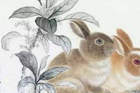 1963年屬兔人在2020年的運勢以及運程，57歲屬兔人運勢詳解