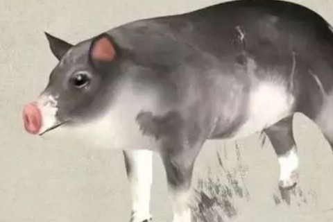 2007年屬豬人在2020年的運勢以及運程，13歲屬豬人運勢詳解