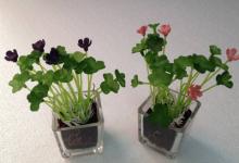 辦公室風水:花草擺放方位