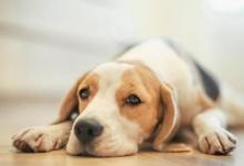 1982年屬狗的人2021年運程 牛年命運如何