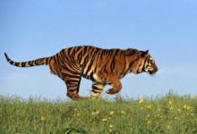 1950年出生72歲生肖虎男2021年運勢 50年今年運氣如何