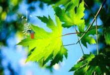 生肖鼠7月7日小暑節(jié)氣出生命怎么樣?