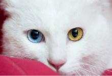 鴛鴦眼的男人命運怎么樣