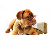 出生于1946年生肖狗的人運勢如何?