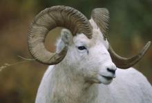 屬羊人辦公室辦公桌財(cái)位風(fēng)水禁忌