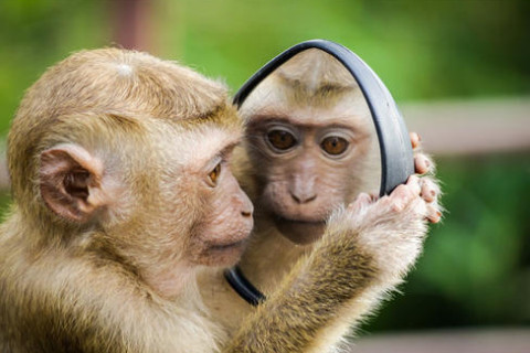 2004年是什么屬相