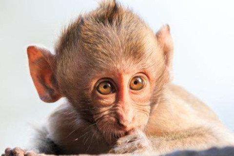 2016年是什么生肖年