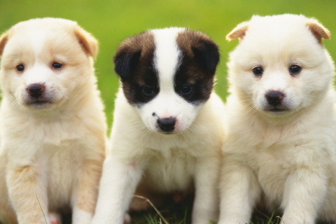 屬狗2021年刑太歲怎么化解,屬狗犯太歲適合佩戴什么生肖