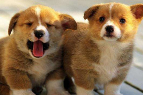 屬狗的2020年多少歲,今年實歲是多少歲