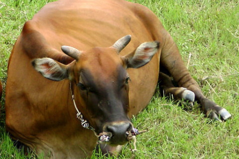 屬牛的和什么屬相不合 屬牛2021年與什么生肖相沖