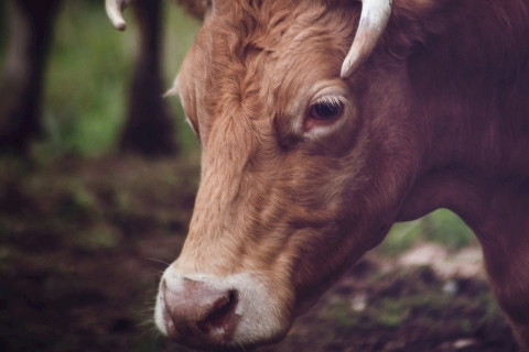2021年生肖牛本命年女性男性戴什么轉運