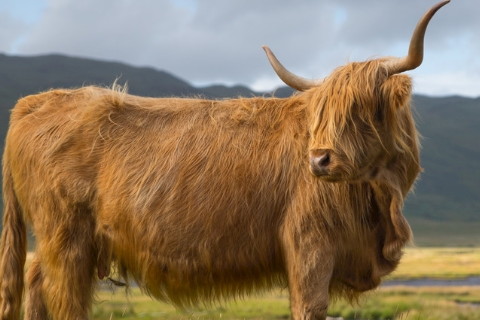 2021年屬牛人本命年要戴紅繩嗎,有什么講究嗎