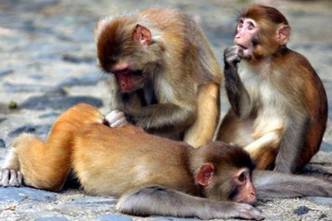 2016年的生肖猴人運(yùn)勢如何