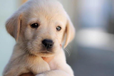 2021年屬狗人刑太歲佩戴什么吉祥物開(kāi)運(yùn):壯志凌云