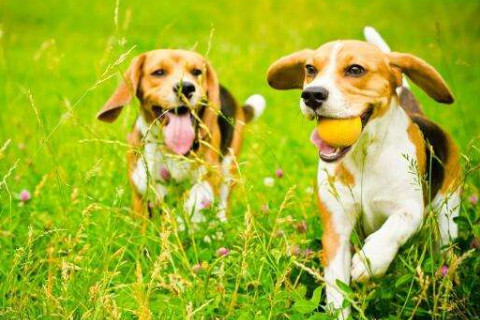 1970年的生肖狗人運(yùn)勢(shì)如何