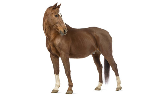 1978年是什么屬相