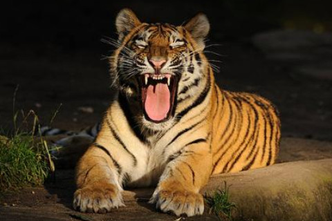 出生于2010年屬虎人2021年命運(yùn)如何 適合佩戴什么吉祥物