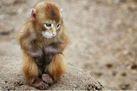 出生于2004年屬猴人2021年命運如何 適合佩戴什么吉祥物