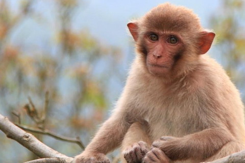 2021年屬猴人佩戴什么吉祥物開運:火鳳迎祥