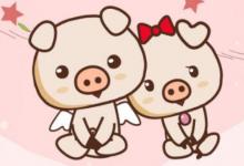 2020鼠年屬豬的多大年齡,運勢如何