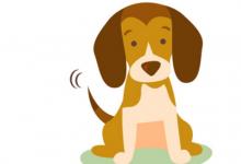 1982年出生40歲生肖狗女2021年運勢 82年今年運氣如何