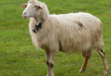 2021年屬羊沖太歲如何化解 牛年運勢如何