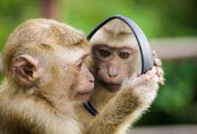 2004年是什么屬相