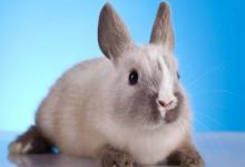 1975年出生的屬兔人2021年命運如何  適合佩戴什么吉祥物