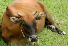 屬牛的和什么屬相不合 屬牛2021年與什么生肖相沖