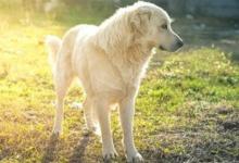 2021年屬狗刑太歲如何化解 牛年運勢如何