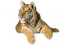 1974年是什么屬相