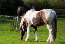 2021年是什么生肖年,2021年什么生肖正值害太歲