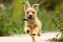 2006年的生肖狗人運勢如何