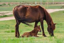 1990年屬馬人在鼠年適合創業嗎