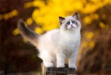 好聽的寵物貓名字