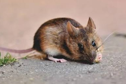 1999年屬兔的人多少歲結婚比較好