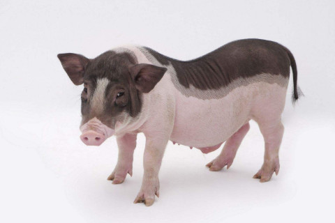 幾月出生的屬豬人注定是富貴命