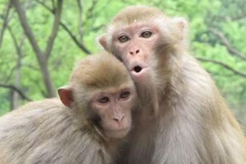 1944年屬猴的人2021年運程 1944年77歲生肖屬猴人2021年運勢