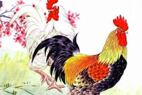 1945年屬雞的人2021年運(yùn)程 牛年命運(yùn)如何