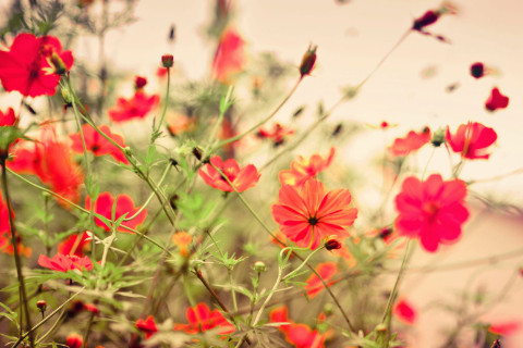 農歷初七出生的人命運如何