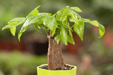 辦公桌椅子背后擺放什么植物好