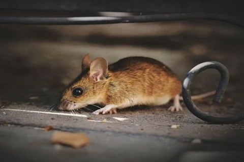 1996年屬鼠男女2021年運勢 25歲生肖鼠男女2021年每月運勢