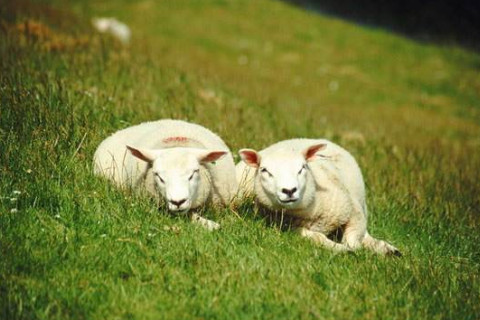 1943年屬羊78歲逢九的運(yùn)勢(shì)如何