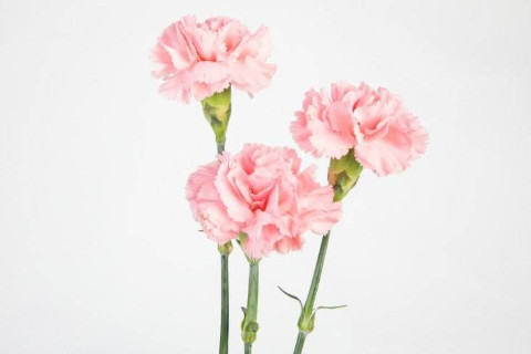 財(cái)官雙美八字的女人姻緣好