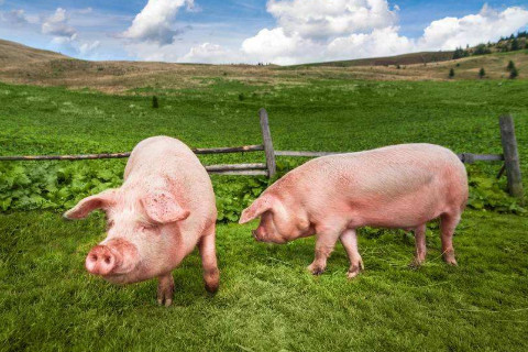 1995年出生的人2021年結(jié)婚合適嗎