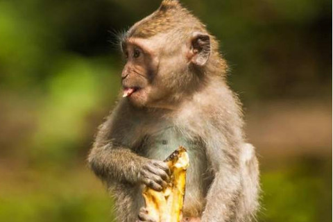 2004年屬猴虛歲18歲逢九的運勢如何