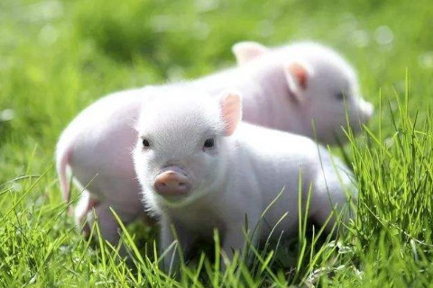 屬豬人運(yùn)勢最好的年紀(jì)