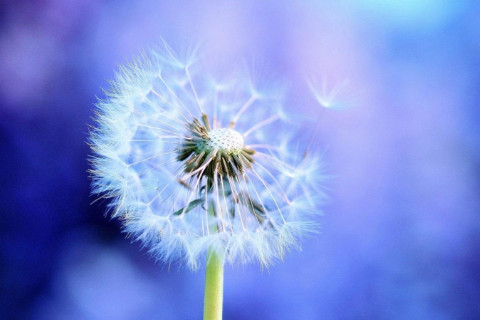 農歷初五出生的人命運如何